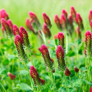 Samen von Trifolium Incarnatum – Inkarnierter Klee / Purpurklee – farbenfrohe und nützliche Pflanze mit vielfältigen Verwendungsmöglichkeiten