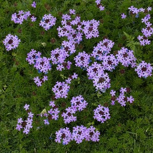 Semi di Verbena Tenuisecta - Verbena muschiata - tappeto verde con fiori rosa-viola - bellissima pianta tappezzante a fioritura prolungata - pianta autoseminante