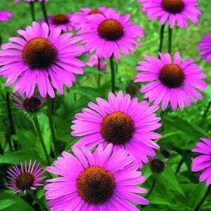 Echinacea purpurea &#39;Primadonna Deep Rose&#39; seeds - striking deep pink flowers - rare coneflower variant - Asteraceae flowers