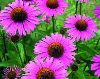 Semillas de Echinacea purpurea 'Primadonna Deep Rose': llamativas flores de color rosa intenso, una variante rara de equinácea, perteneciente a la familia de las asteráceas.