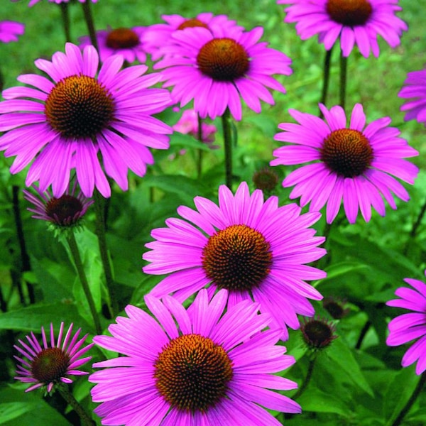 Echinacea purpurea 'Primadonna Deep Rose' seeds - striking deep pink flowers - rare coneflower variant - Asteraceae flowers