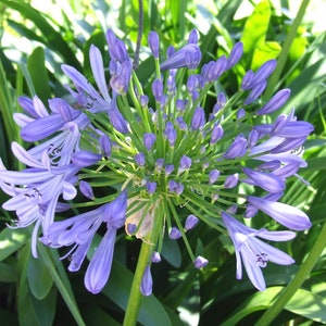 Agapanthus Praecox seeds - African Lily / Lily of the Nile - rare variety - evergreen Agapanthus species - eyecatcher