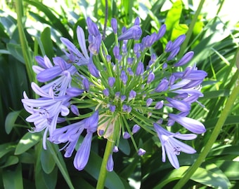 Semi Di Agapanthus Blu - Giglio Del Nilo, Pianta Perenne, Confezione Da 25+ Semi - Foto 8