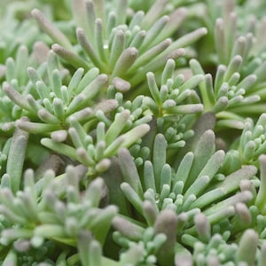 Op de afbeelding: Close-up van een vetplant met talrijke kleine, cilindrische, lichtgroene bladeren. De uiteinden van sommige bladeren hebben een subtiele, gedempte paarse tint. De plant ziet er gezond en levendig uit, met een licht fuzzy textuur.