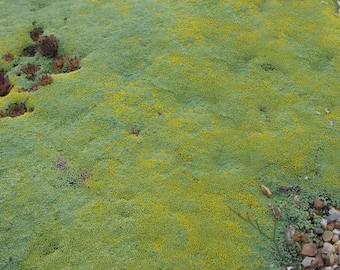Raoulia Australis Seeds - Scabweed / Scab Plant - Creeping, Carpet-like  Ground Cover - Rare, Silver-grey Groundcover - Etsy Israel