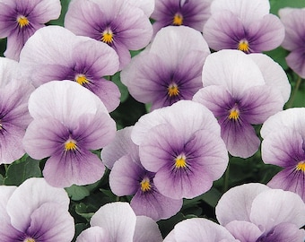 Viola Cornuta - hermosa variedad de pensamiento - color azul hielo fresco - variedad rara de la flor del pensamiento - 'Sorbet Icy Blue'