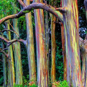 Rainbow eucalyptus bonsai - Etsy.de