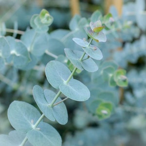May include: A close-up of a eucalyptus branch with light blue-green leaves. The leaves are arranged in a spiral pattern around the stem.
