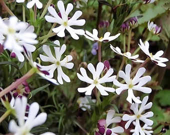 Zaluzianskya Capensis Seeds - 'phlox Midnight Candy' - Flowers
