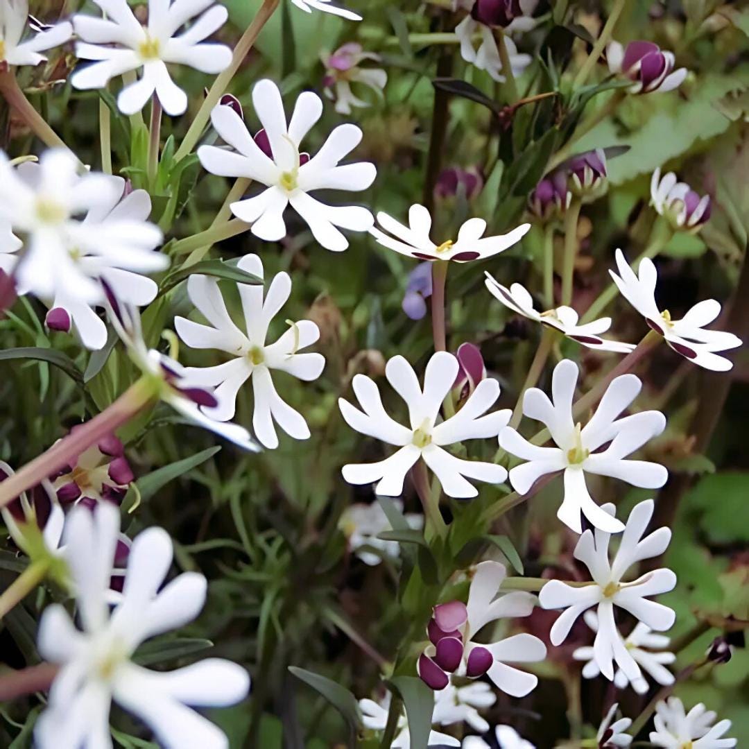 Zaluzianskya Capensis Seeds - 'phlox Midnight Candy' - Flowers
