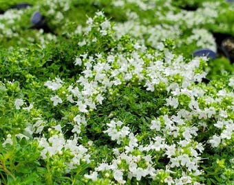 Thymus Serpyllum Samen - 'Schneethymian' - Kriechender Thymian - teppichartiger Bodendecker für Gartenwege, Steingärten und Beeteinfassungen