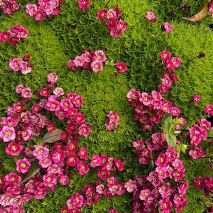 Puede incluir: Primer plano de una cubierta vegetal verde exuberante con flores rosadas vibrantes que florecen en racimos. Las flores están densamente agrupadas, creando una exhibición colorida y texturizada.
