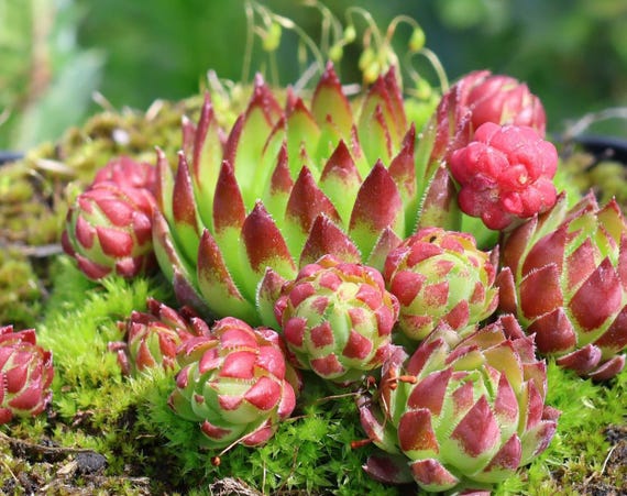 センペルビウムドイツ レア！Jobivarba heuffelii Sahara Jovibarba Heuffelii Seeds - Hen and Chickens - Special Succulent