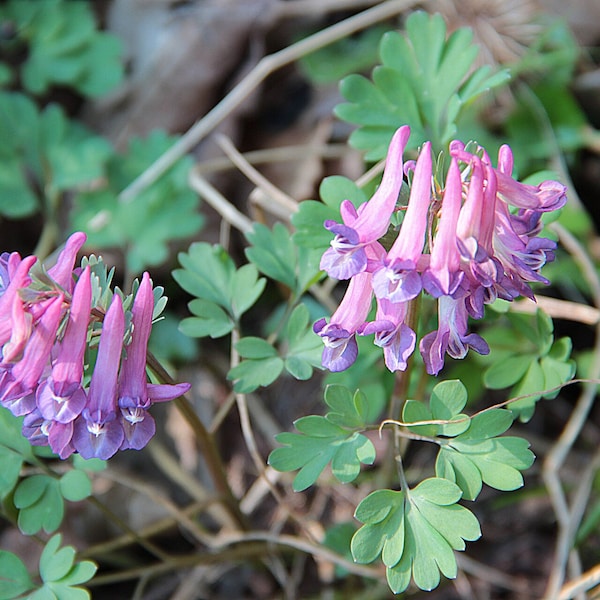 Corydalis Solida seeds - Fumewort / Bird-in-a-bush - beautiful soft pink to deep purple flowers - early flowering