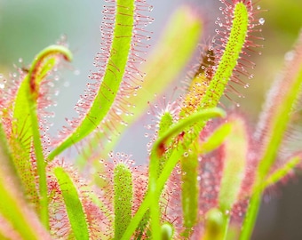 Op de afbeelding: Close-up van een vleesetende zonnedauwplant met groene bladeren en rode tentakels bedekt met glinsterende dauwdruppels.