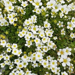 Op de afbeelding: Close-up van een cluster van kleine witte bloemen met gele centra, tegen een achtergrond van groene bladeren. De bloemen staan in volle bloei en creëren een dichte, getextureerde uitstraling. De afbeelding toont een natuurlijk bloemstuk.