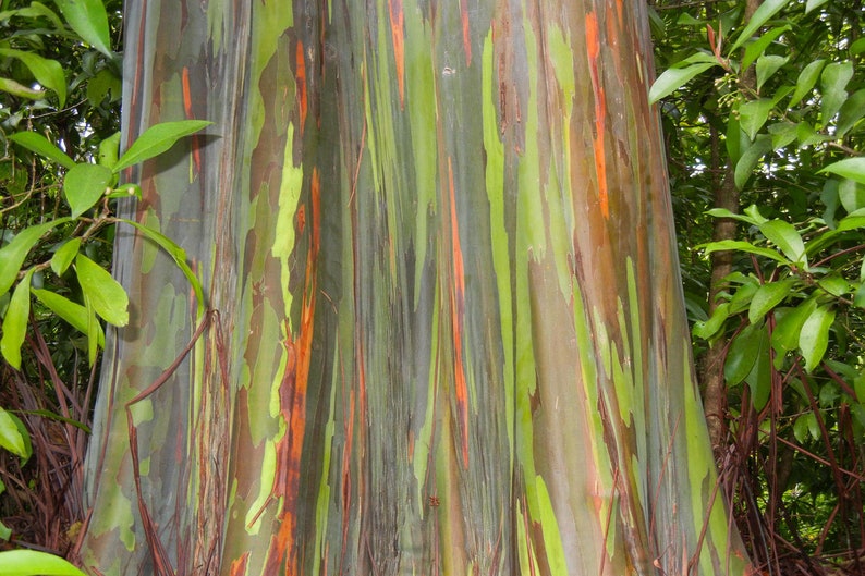 Mmindano Color Eucalyptus Deglupta Seeds - Rainbow Eucalyptus - Mindanao Gum ...