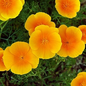 END OF SEASON - Golden California Poppy - Eschscholzia Californica seeds - helps with nervousness and hyperactivity - California Poppy