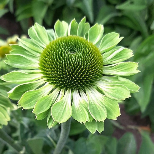 Echinacea purpurea 'Green' zaden - opvallende groene bloemen - zeldzame zonnehoed variant 'Alan's Pride' - Asteraceae flowers