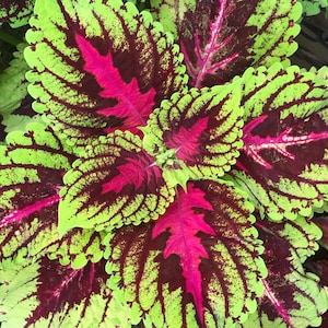 May include: Close-up of a vibrant green and pink plant with intricate leaf patterns. The leaves have a textured, almost velvety appearance.