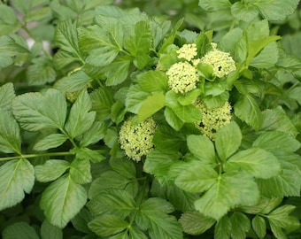 Smyrnium olusatrum seeds - 'Alexanders - Black Lovage' - forgotten vegetable - plant from antiquity loved by the Romans - edible