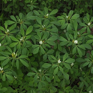 Pode incluir: Uma visão de perto de um campo de plantas de feno-grego verdes com flores brancas.