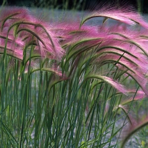 Può includere: Un primo piano di un campo di erba rosa e verde. L'erba è alta e sottile, con piume piumose che ondeggiano al vento.