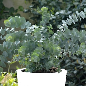 Eucalyptus Pulverulenta Baby Blue Seeds - rare eucalyptus variety - silver-leaved mountain gum - compact patio plant