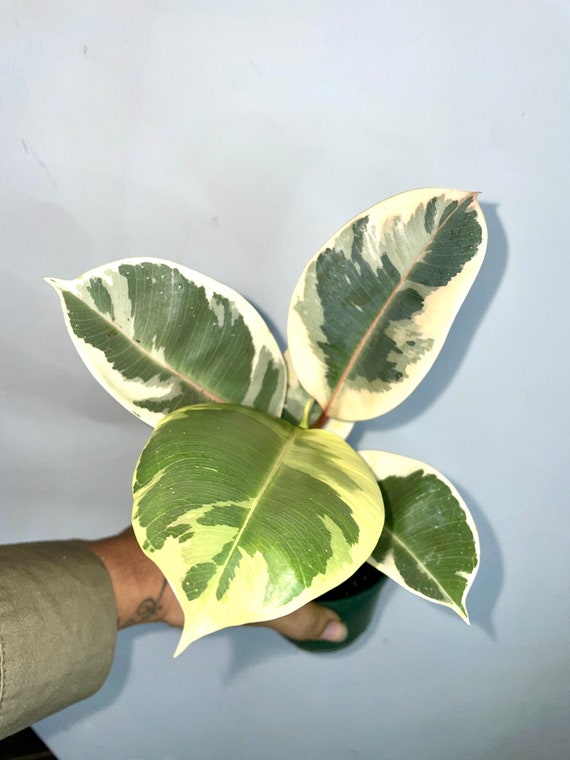 Teniki Rubber Tree Ficus Elastica Indoor And Outdoor Live Australia Teniki Rubber Tree Ficus Elastica, Rubber Tree Plant Outdoors Australia