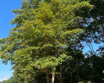 20+ Tupelo/Black gum, Nyssa sylvatica