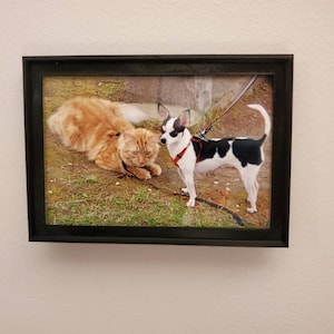 Può includere: Una fotografia incorniciata di un gatto zenzero e un chihuahua bianco e nero. Il gatto è sdraiato sull'erba e il chihuahua è in piedi al guinzaglio.