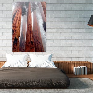 May include: A framed print of towering redwood trees in a forest, with reddish-brown bark and misty fog at the top. The print hangs above a bed with white pillows and a dark brown comforter, with a wooden bench and a black lamp.