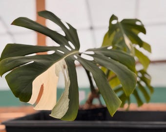 Monstera Borsigiana Albo  (Rooted) CB-ALBO 2604-13