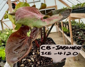 CB-Syngonium Strawberry Ice - 4120