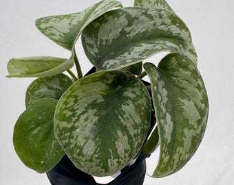 Scindapsus Exotica – Grower’s Choice – Live Plant in 4” Pot