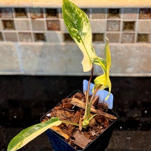 Variegated Florida Beauty VFB-2025-1