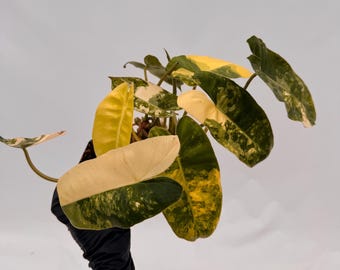 Variegaed Philodendron Burle Marx - Seller's Choice - with  5-10 leaves
