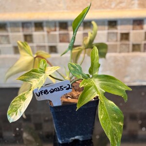 Variegated Florida Beauty VFB-2025-2