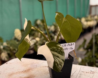 Monstera Borsigiana Albo  (Rooted) CB-ALBO 2604-16