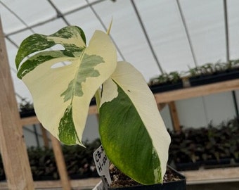 Monstera Borsigiana Albo  (Rooted) CB-ALBO-H-1004