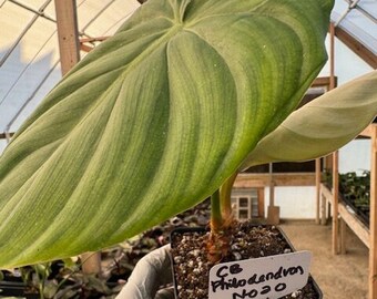 Philodendron Nangaritense, fuzzy petiole, Philodendron, live house plants, indoor plants (N-020)