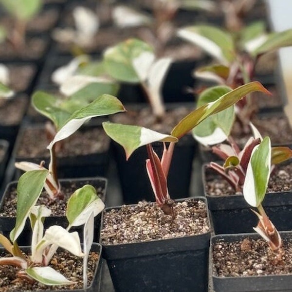 Variegated Philodendron White Knight, Seller's Choice with minimum 2 leaves