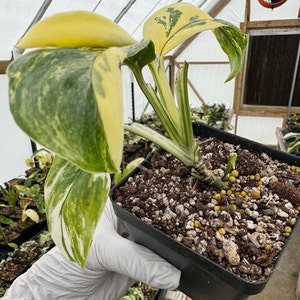 Monstera Lechleriana Variegated (Rooted) with minimum 2 leaves