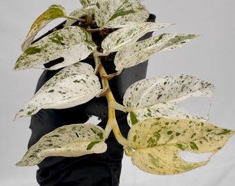 Epipremnum Pinnatum Marble rooted starter plant – High Variegation (Grower’s Choice)