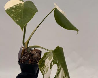 Monstera Borsigiana Albo  (Rooted) CB-ALBO 2604-19
