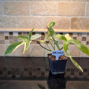 Variegated Florida Beauty VFB-2025-5