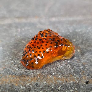 May include: A small, orange, irregularly shaped object with black spots. The object has a translucent appearance and sits on a gray, textured surface. The overall shape is reminiscent of a small, organic form.