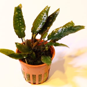 May include: A small potted plant with dark green leaves in a brown plastic pot with drainage holes. The plant is growing in a brown, square pot with a green mesh bottom.
