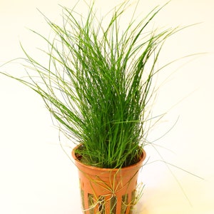 May include: A potted green grass plant with long, thin blades. The plant is in a brown plastic pot with drainage holes. The pot is sitting on a white surface.
