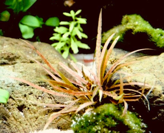 Cryptocoryne Albida 'brown', Potted, Aquarium Plant Foreground